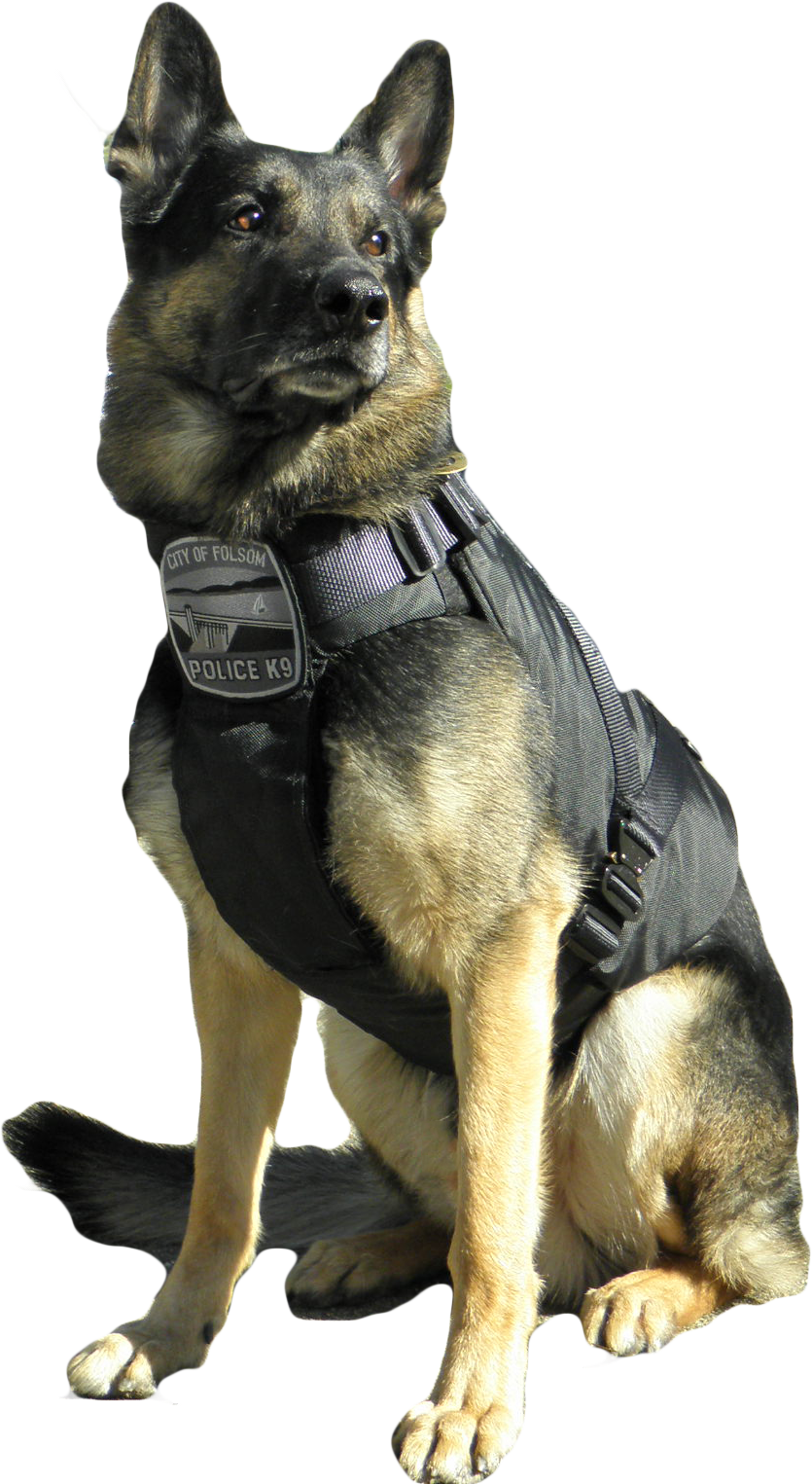 Hounds On Working Leashes Emergency K-9 Service Dogs - Police German Shepherd Png, Transparent Png PNG with transparent background