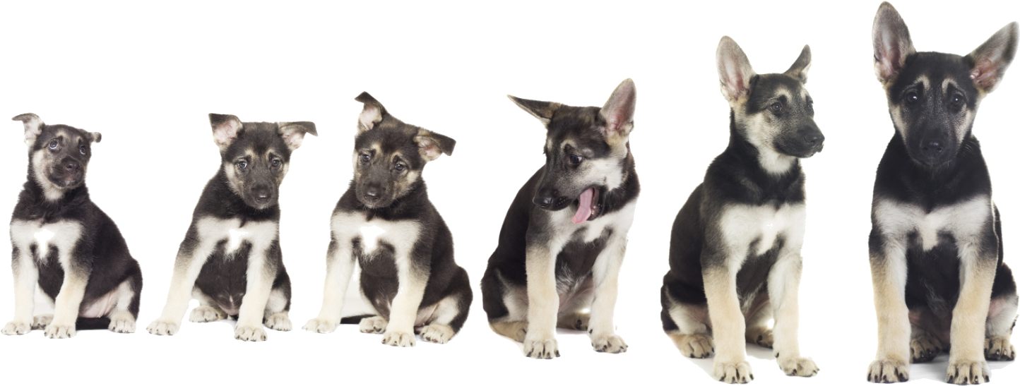 German Shepherd Puppy Growth Stages