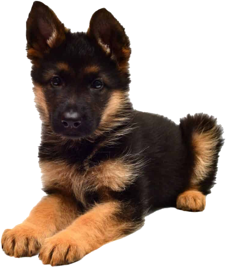 German Shepherd Puppy Portrait