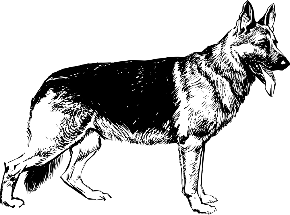 Dog Clipart German Shepherd - German Shepherd Black And White, HD Png Download PNG with transparent background