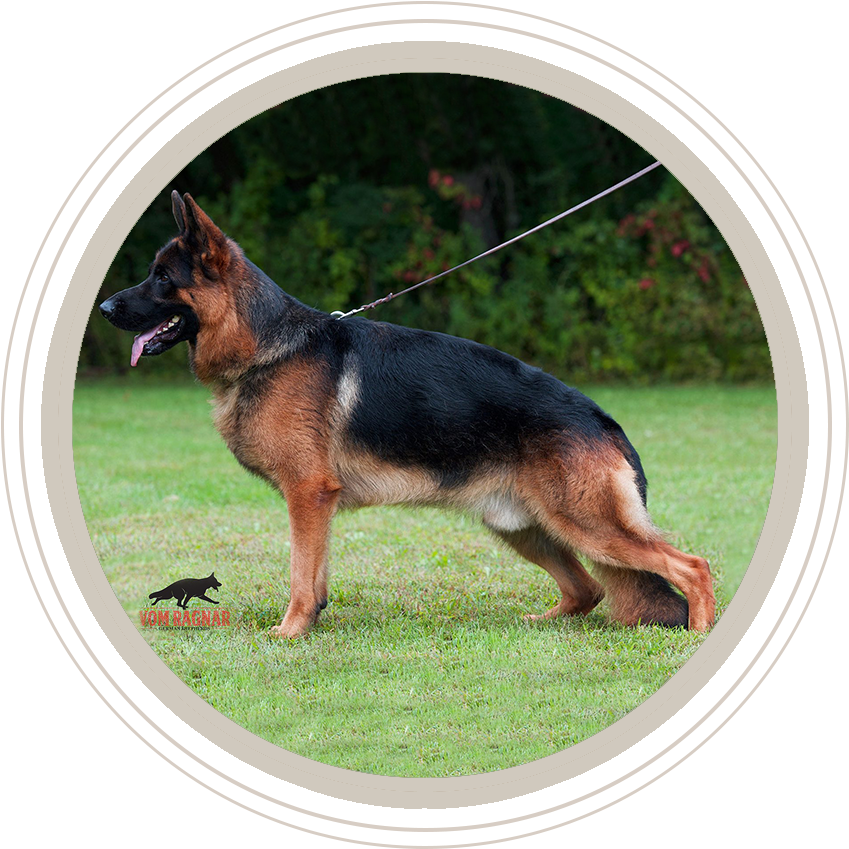 German Shepherd Dog, HD Png Download PNG with transparent background