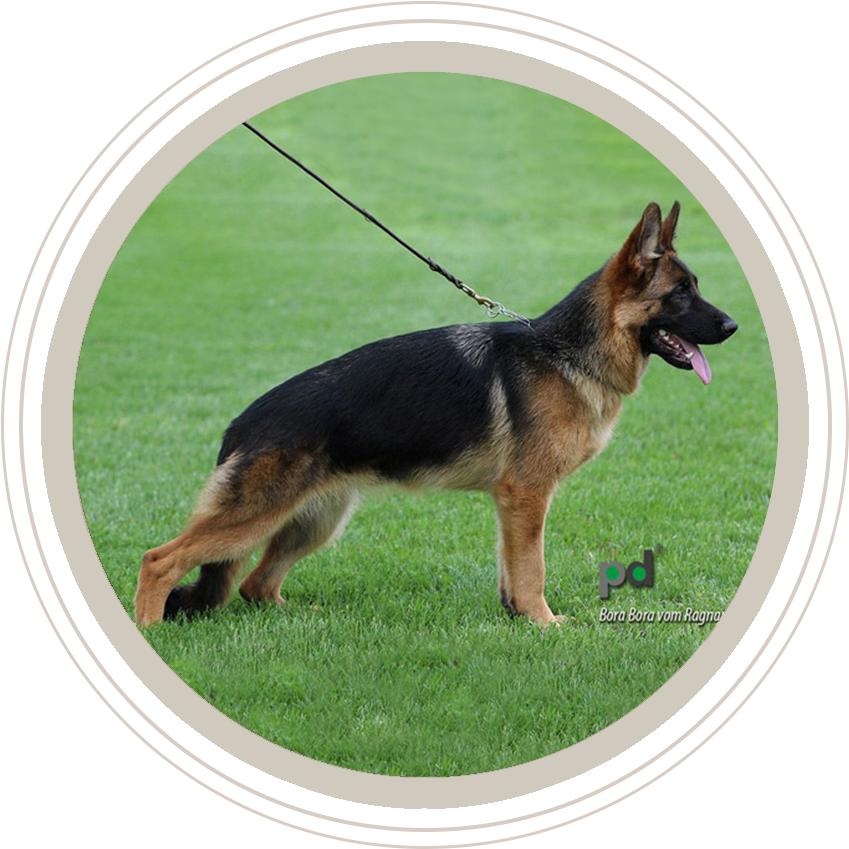 Dogs For Sale, HD Png Download PNG with transparent background