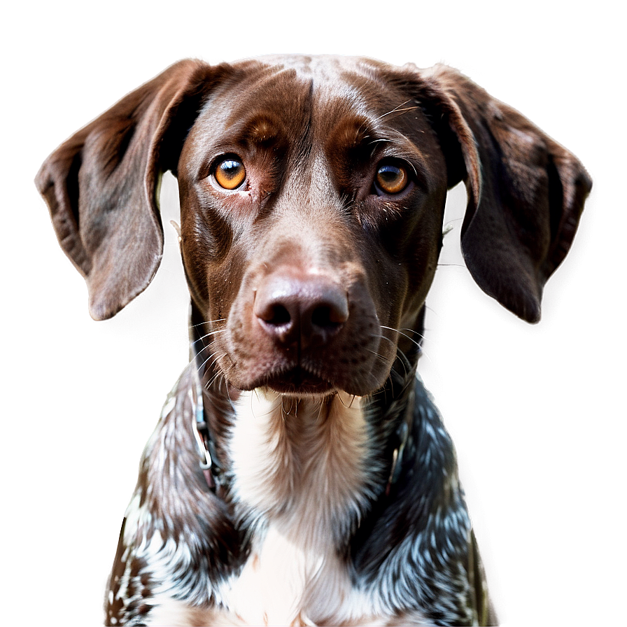 German Shorthaired Pointer Close-up Png 06292024