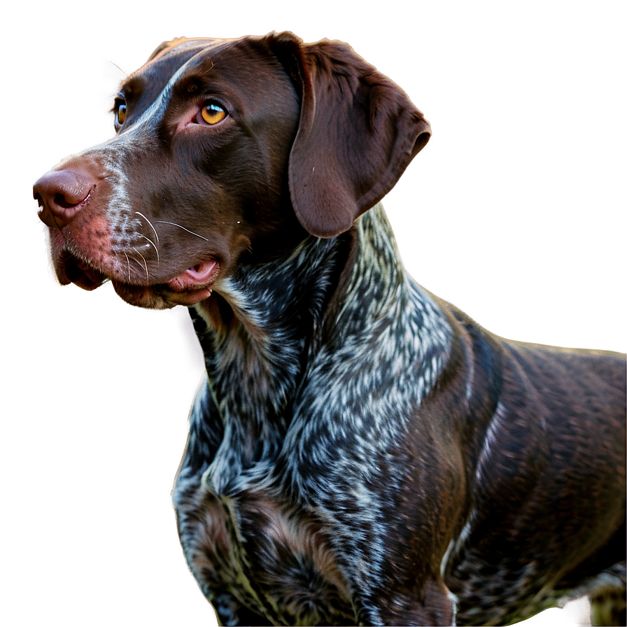 German Shorthaired Pointer In Field Png 06292024