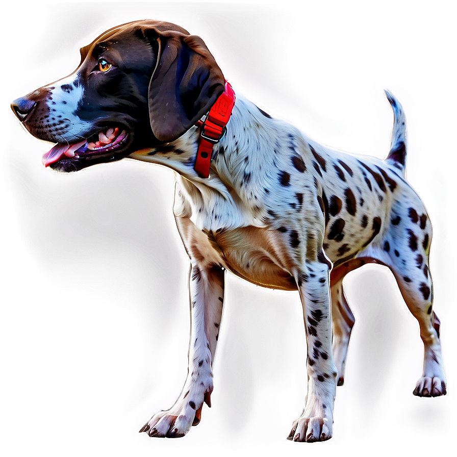 German Shorthaired Pointer With Puppies Png 06292024