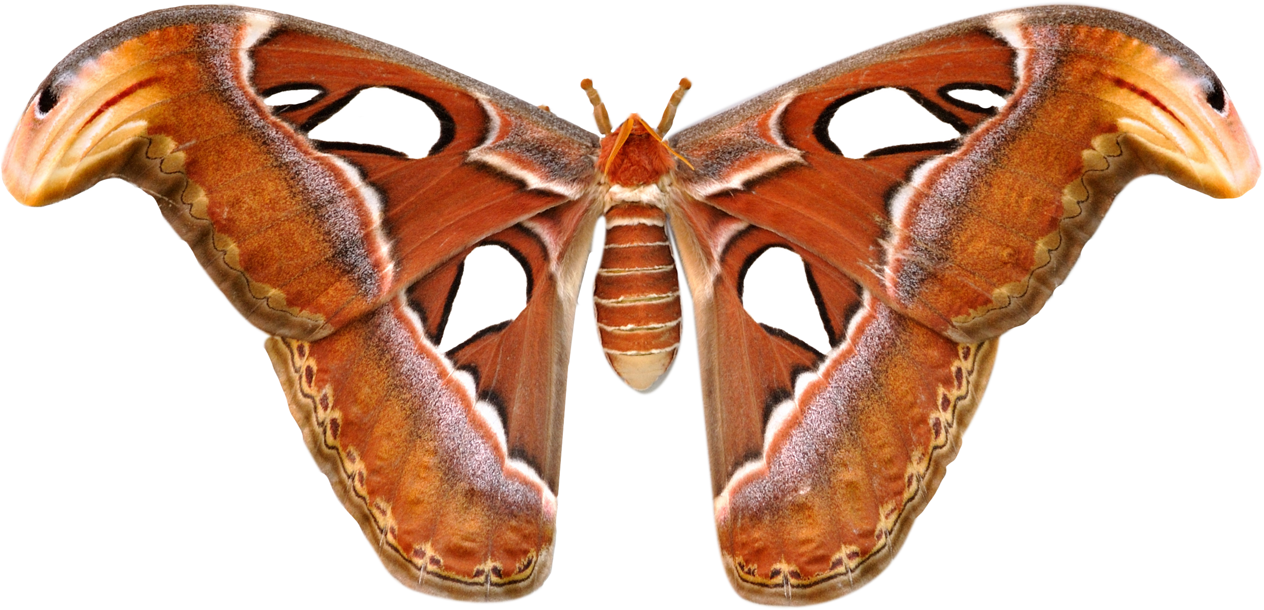 Large Moths In Sri Lanka, HD Png Download PNG image with a transparent background, free high-resolution download