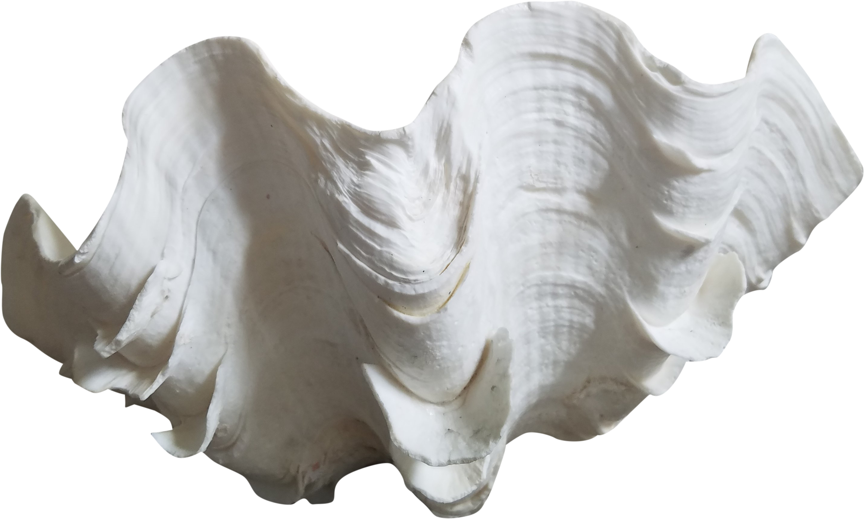 Transparent Clam Shell Png, Png Download PNG with transparent background