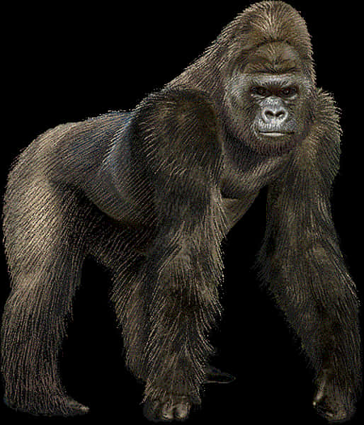 Giant_ Gorilla_ Illustration PNG with transparent background