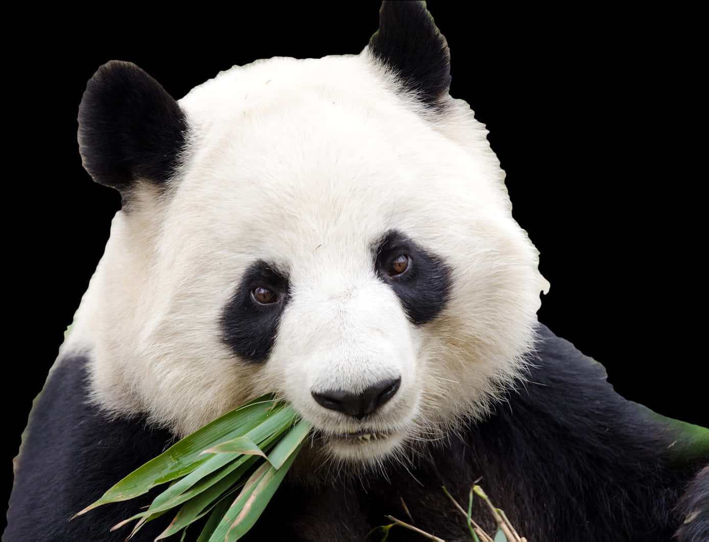 Giant Panda Eating Bamboo