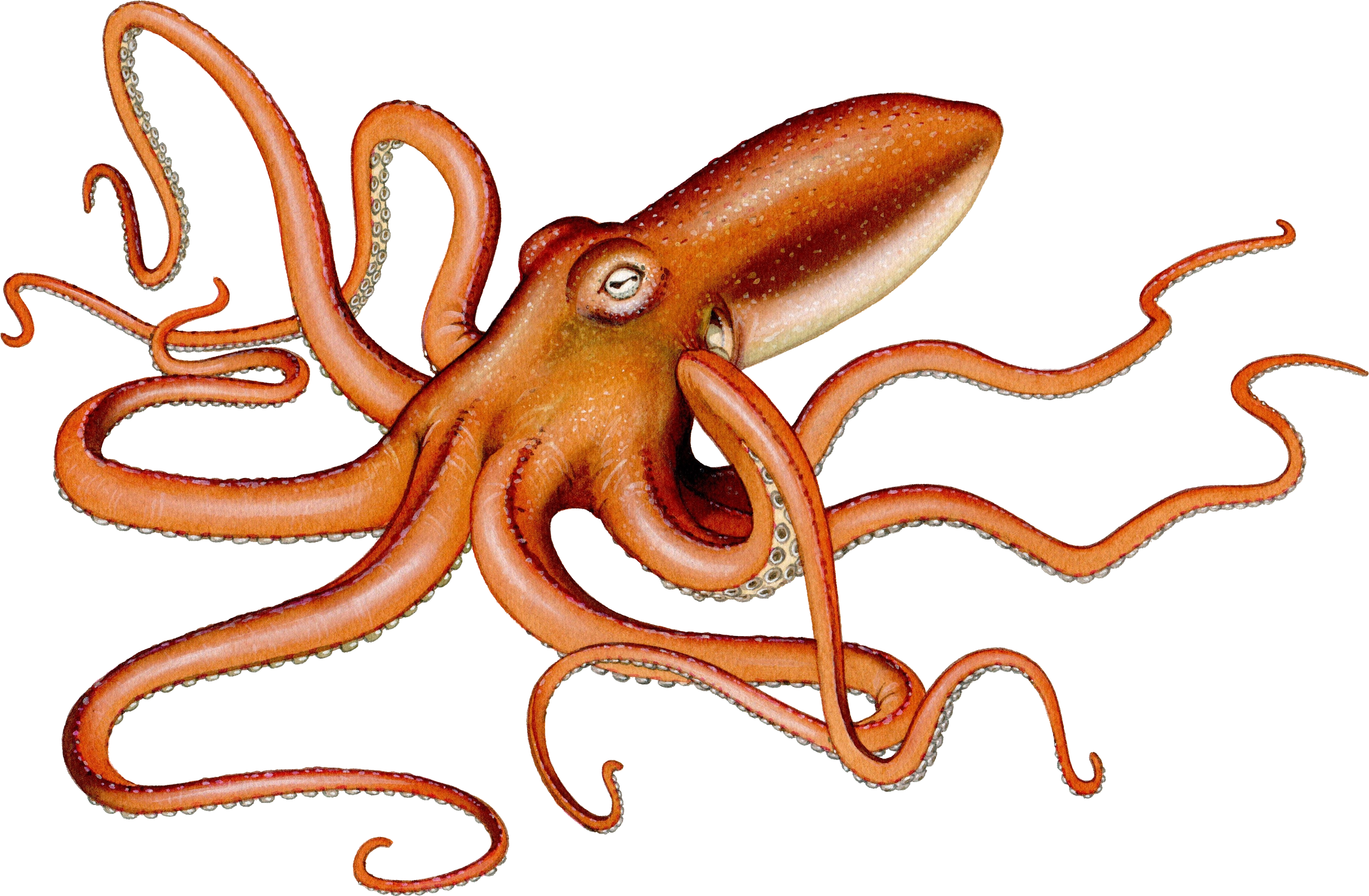 Octopus Squid, HD Png Download PNG image with a transparent background, free high-resolution download