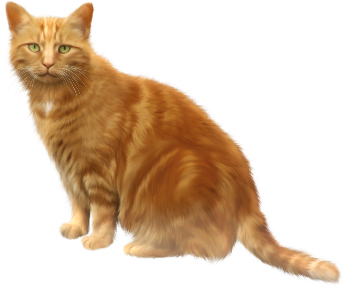 Ginger Cat Illustration