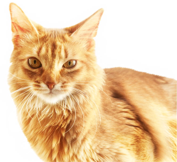 Cat Download Software - Cat Head Png, Transparent Png PNG with transparent background