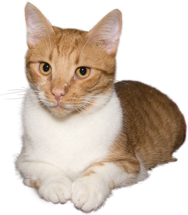 Gingerand White Cat Portrait