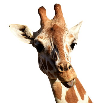 Giraffe Portrait Against Black Background