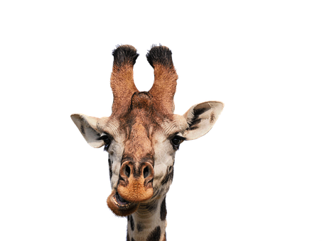 Giraffe Portrait Against Black Background PNG with transparent background