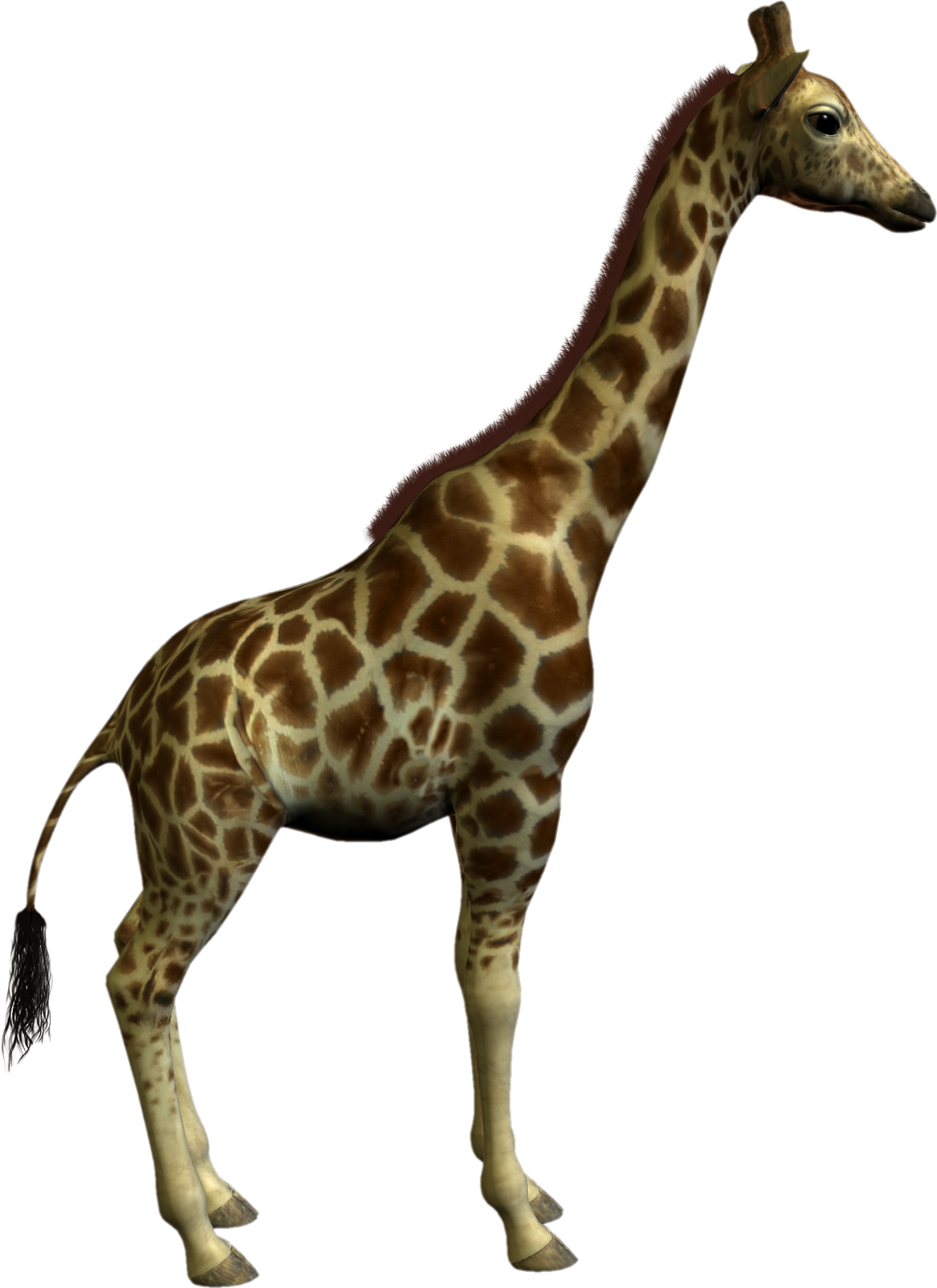 Giraffe Standing Profile