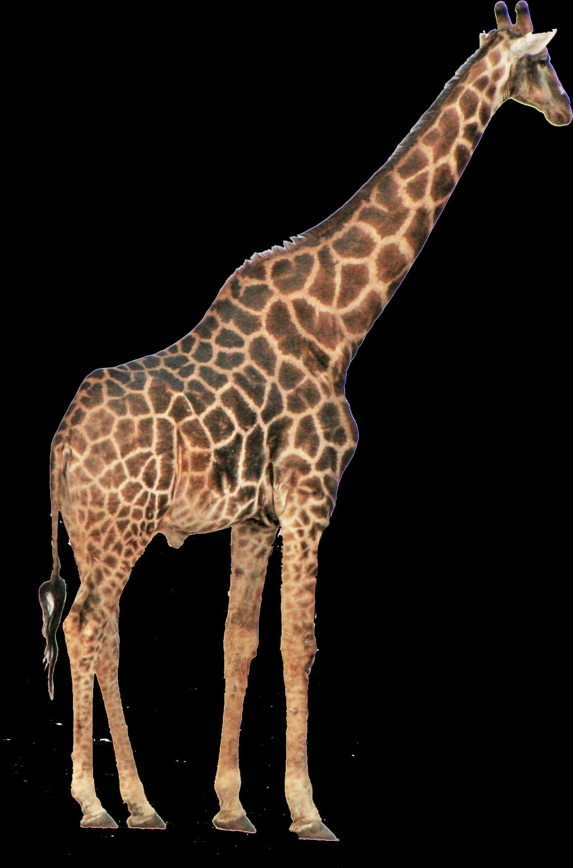 Giraffe Standing Tall Isolated Background.jpg