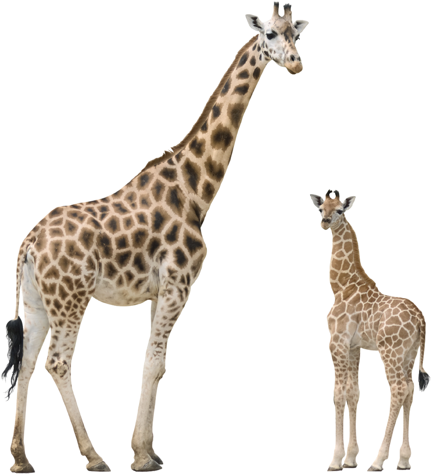 Giraffeand Calf Together