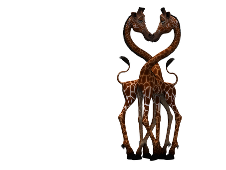 Giraffesin Love Dark Background PNG with transparent background