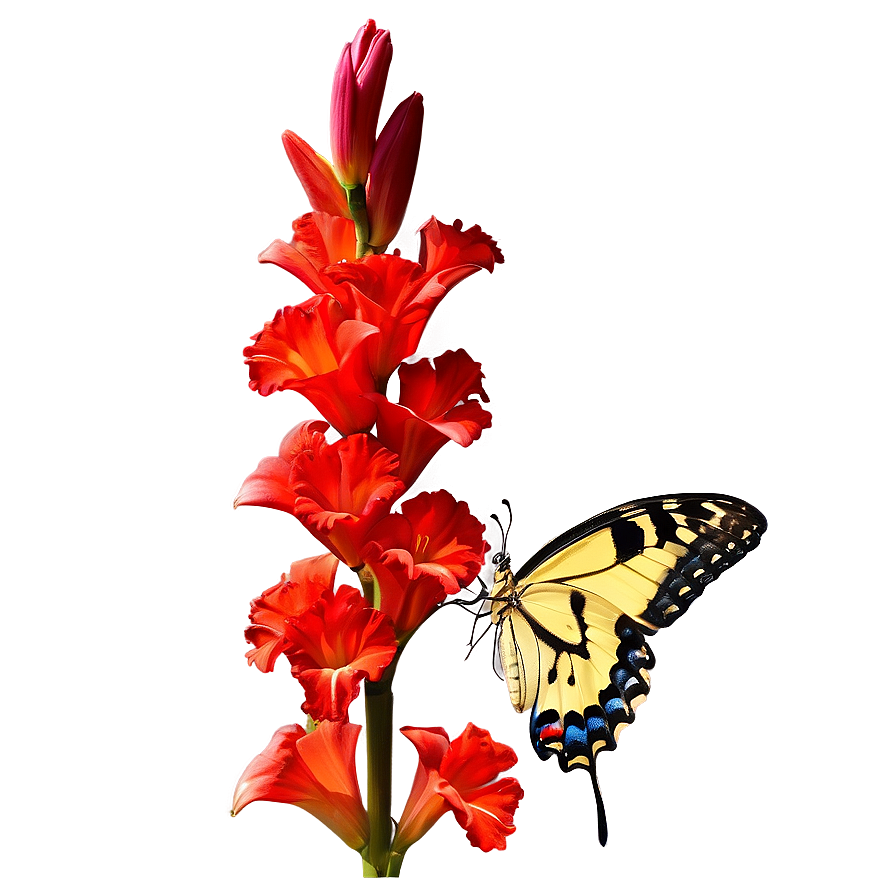 Gladiolus And Butterfly Png 33