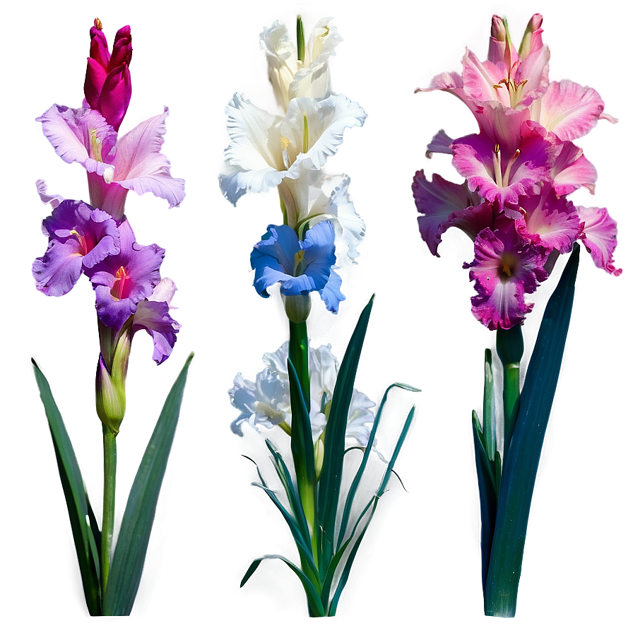 Gladiolus B