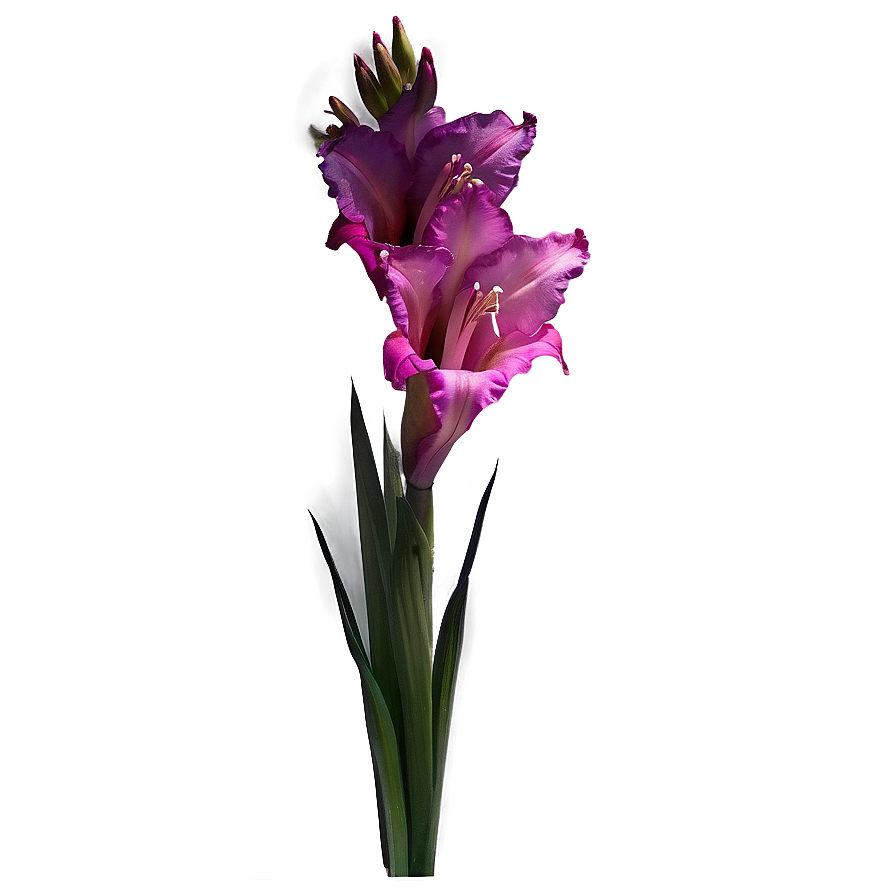 Gladiolus Floral Arrangement Png 06242024