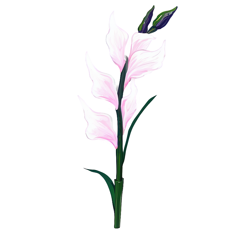 Gladiolus Flower Line Drawing Png Qxa67