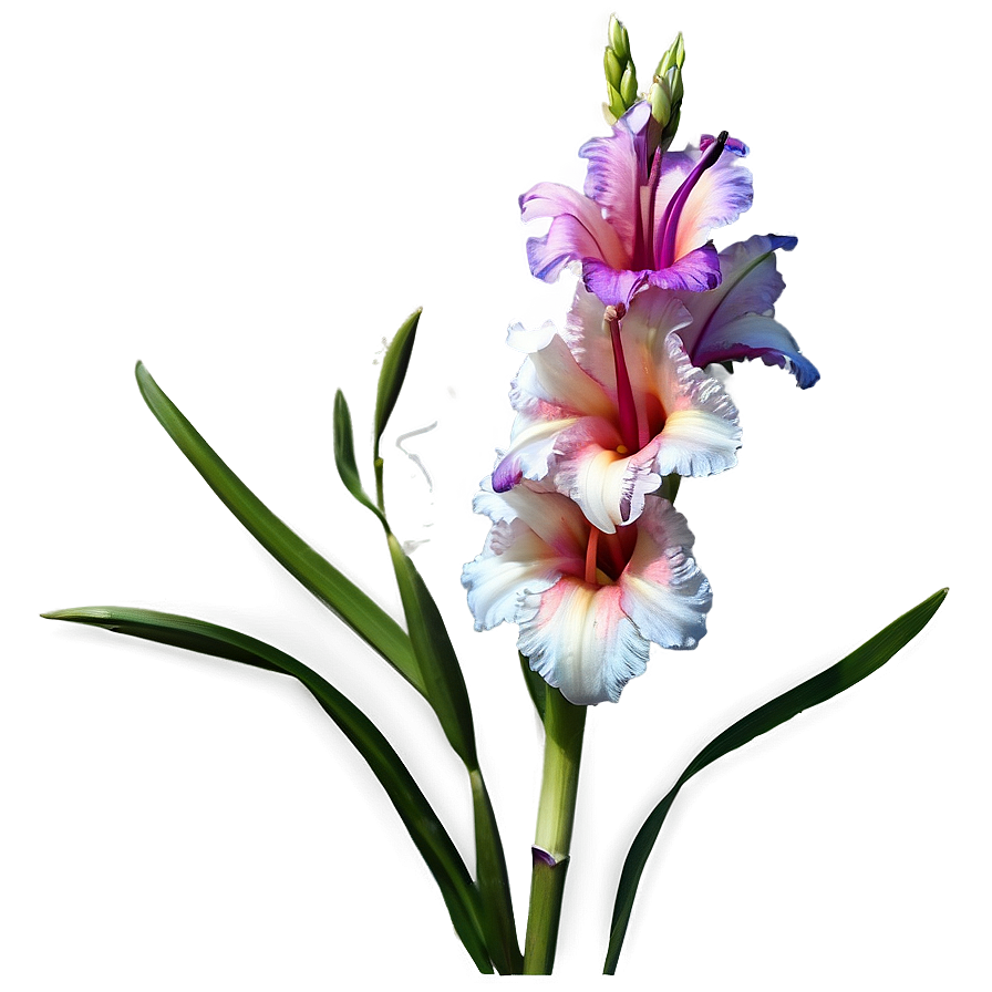 Gladiolus Flower Png 06242024