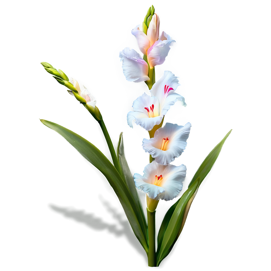 Gladiolus Flower Png 82