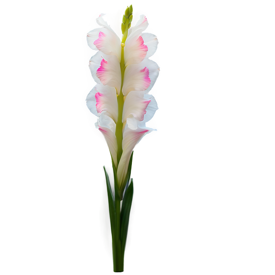 Gladiolus Night Glow Png 06242024