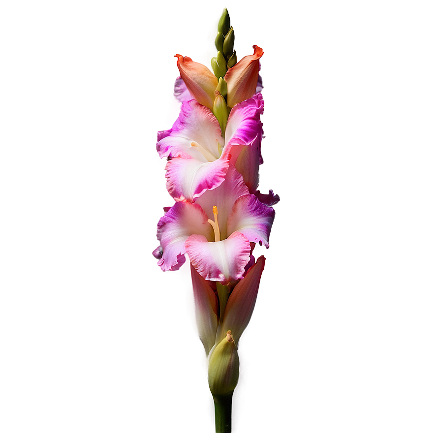 Gladiolus Night Glow Png Yma42