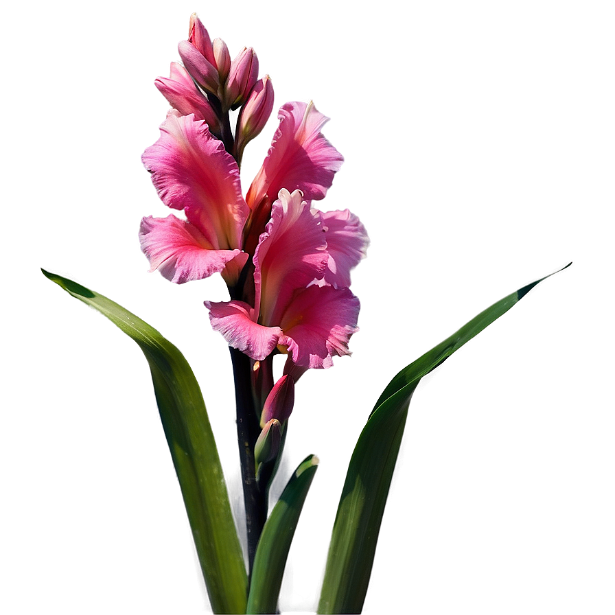 Gladiolus Symbolism Inspiration Png 38