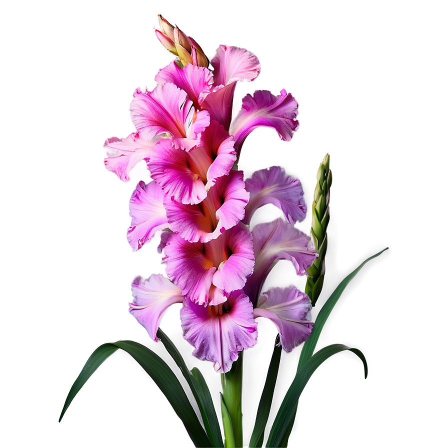 Gladiolus Symbolism Inspiration Png Cix