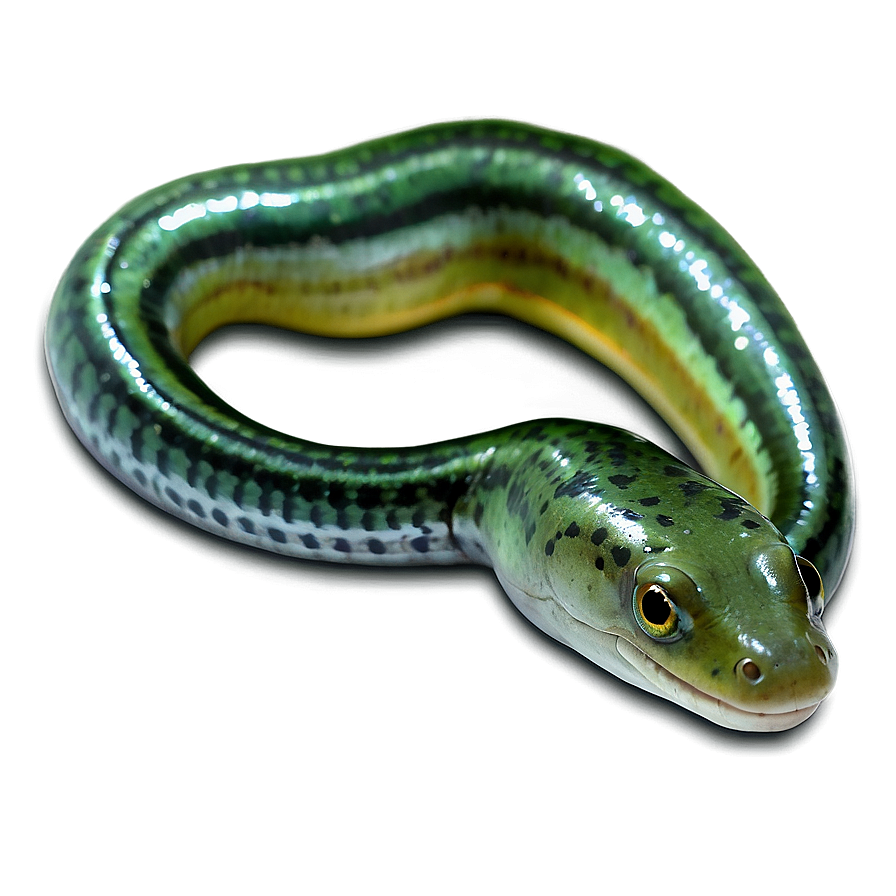 Glass Eel Transparent Png Chv