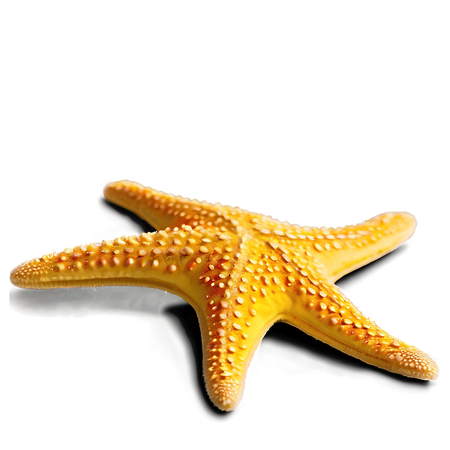 Glittering Yellow Starfish Png 05062024