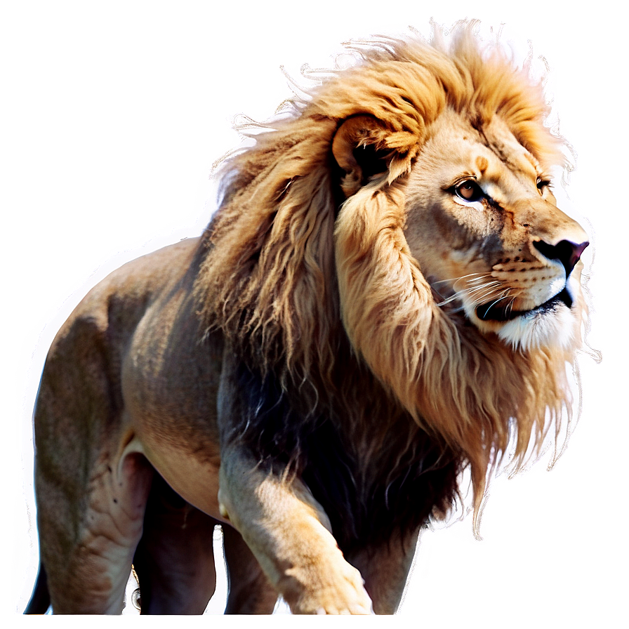 Glorious Lion Of Judah Image Png 06262024