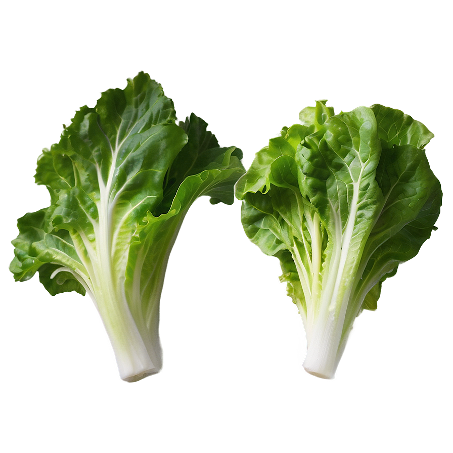 Glossy Lettuce Leaf Png Mwp43