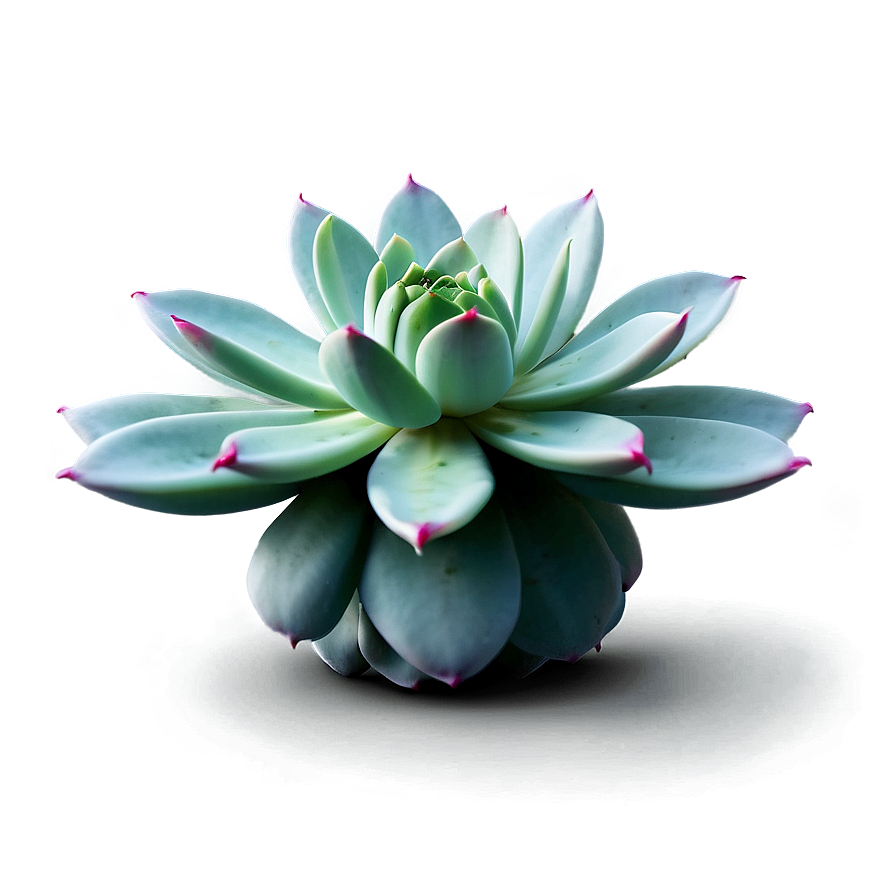 Glossy Succulent Png Oyn