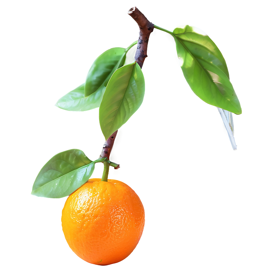 Glowing Orange Fruit Png Kys