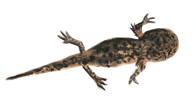 Glowing Salamanderin Darkness PNG with transparent background