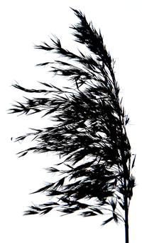 Glowing Tree Outline Night PNG with transparent background