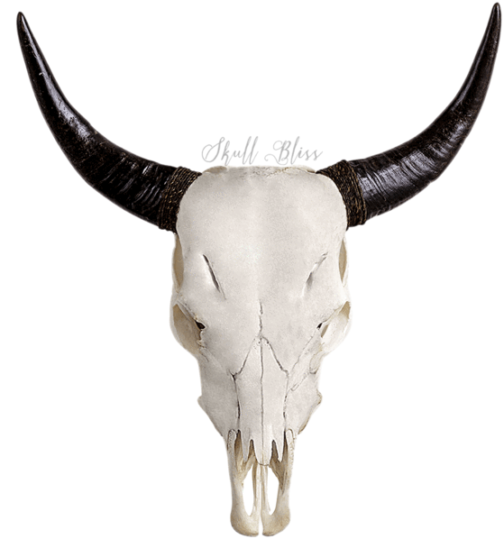 Goat Skullwith Long Horns