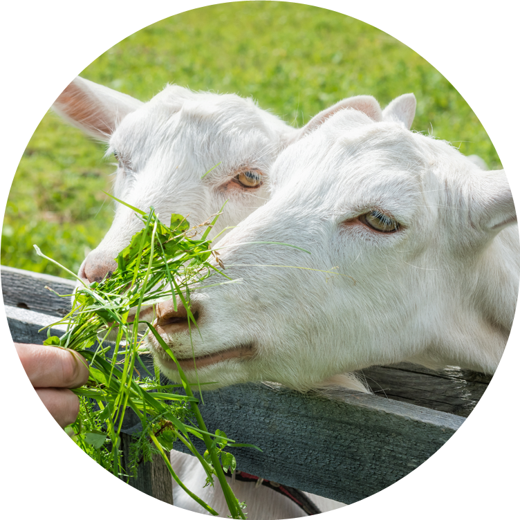 Transparent Goat Eye Png - Cattle, Png Download PNG with transparent background