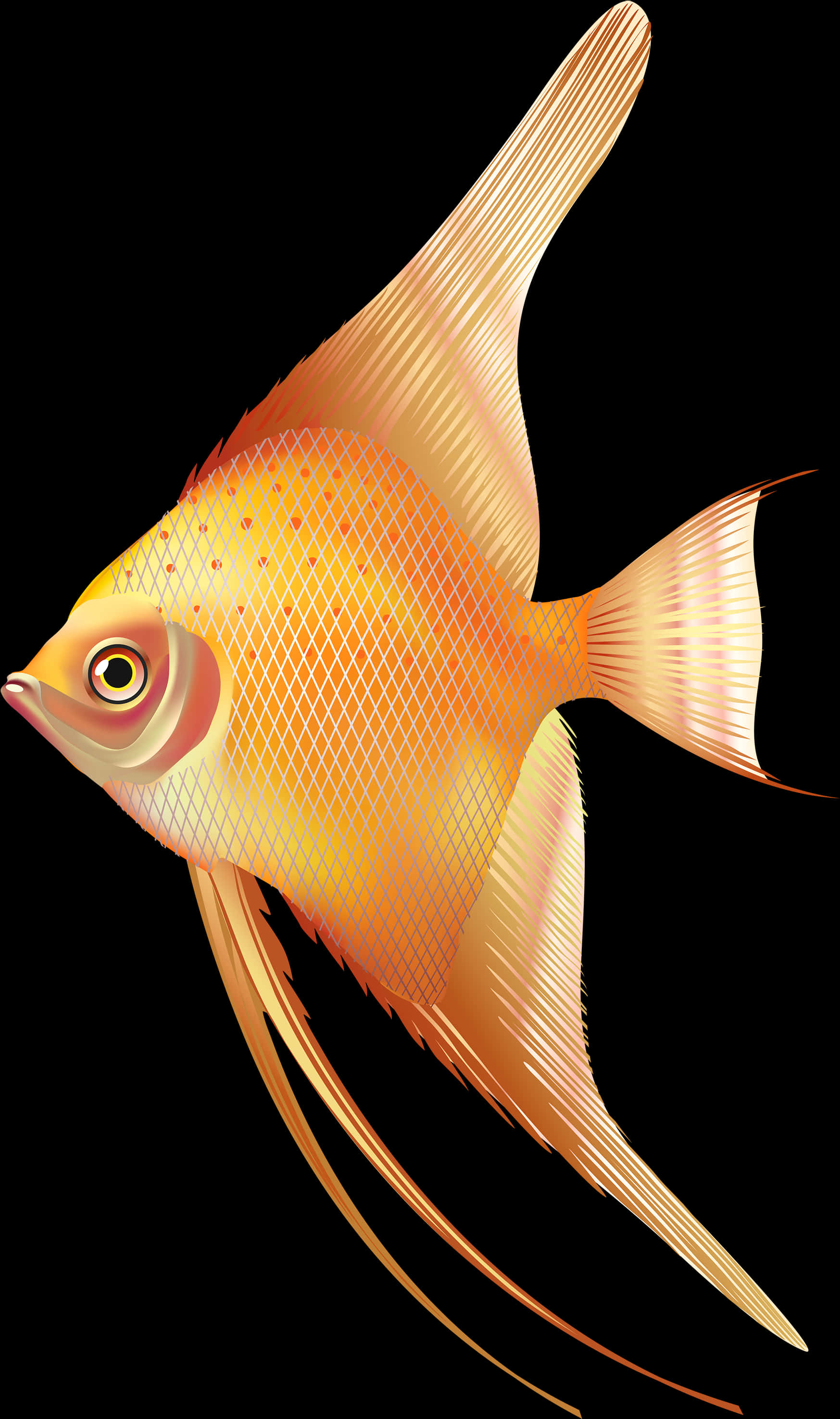 Golden Angelfish Illustration