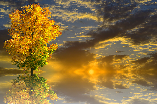 Golden Autumn Sunset Tree PNG with transparent background