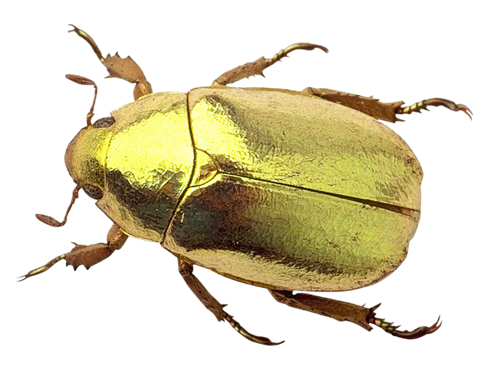 Golden Beetle Isolated Background PNG with transparent background