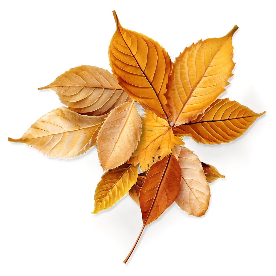 Golden Brown Fallen Leaves Png Jym