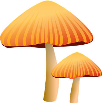 Golden Capped Mushrooms Illustration PNG with transparent background