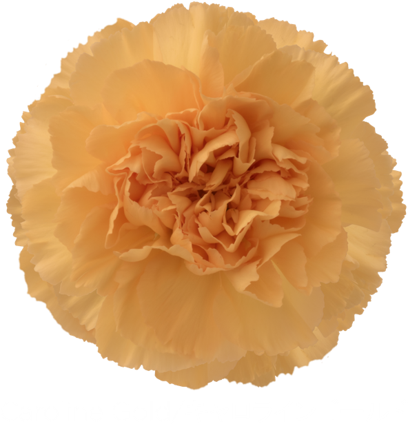 Colibri Flowers Carnation Caroline Gold, Grower Of - Carnation, HD Png Download PNG with transparent background