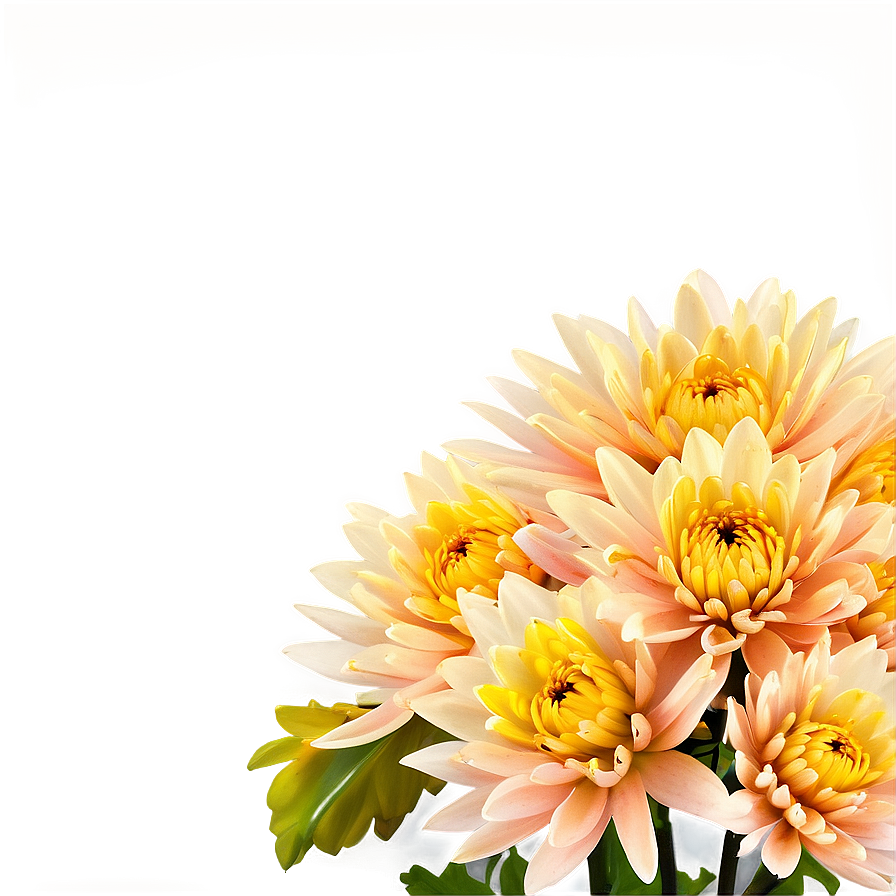 Golden Chrysanthemum Sunset Png 06112024